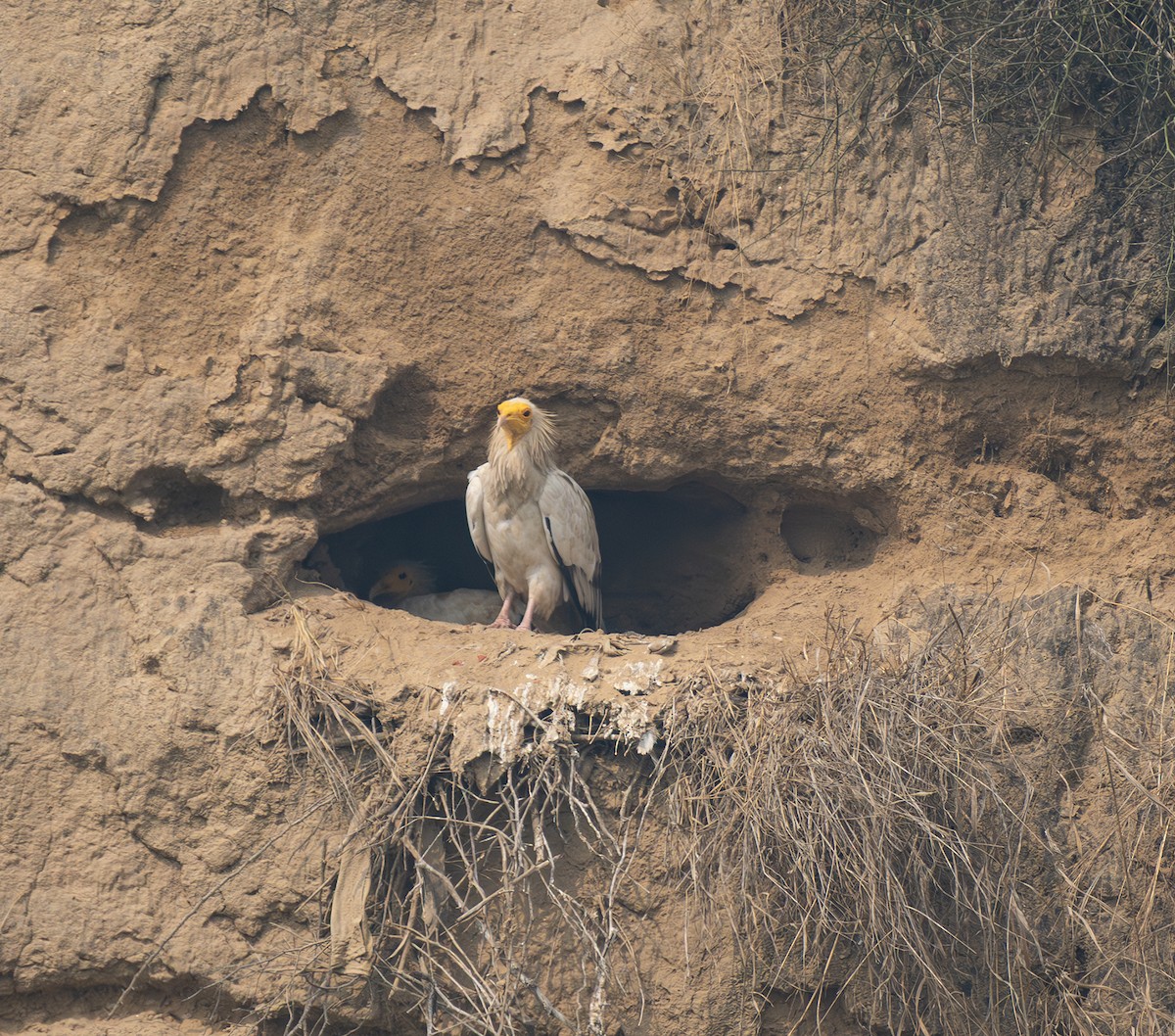 Sai zuria - ML646569242