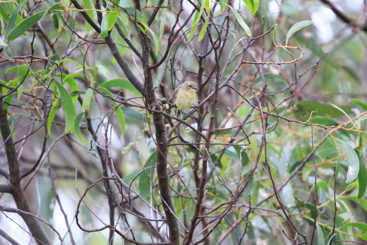 Yellow Thornbill - ML646569244