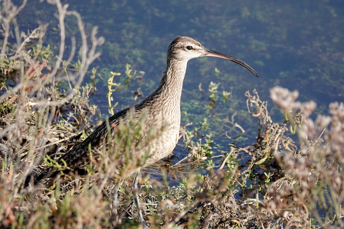 Hudsonian Whimbrel - ML646569245