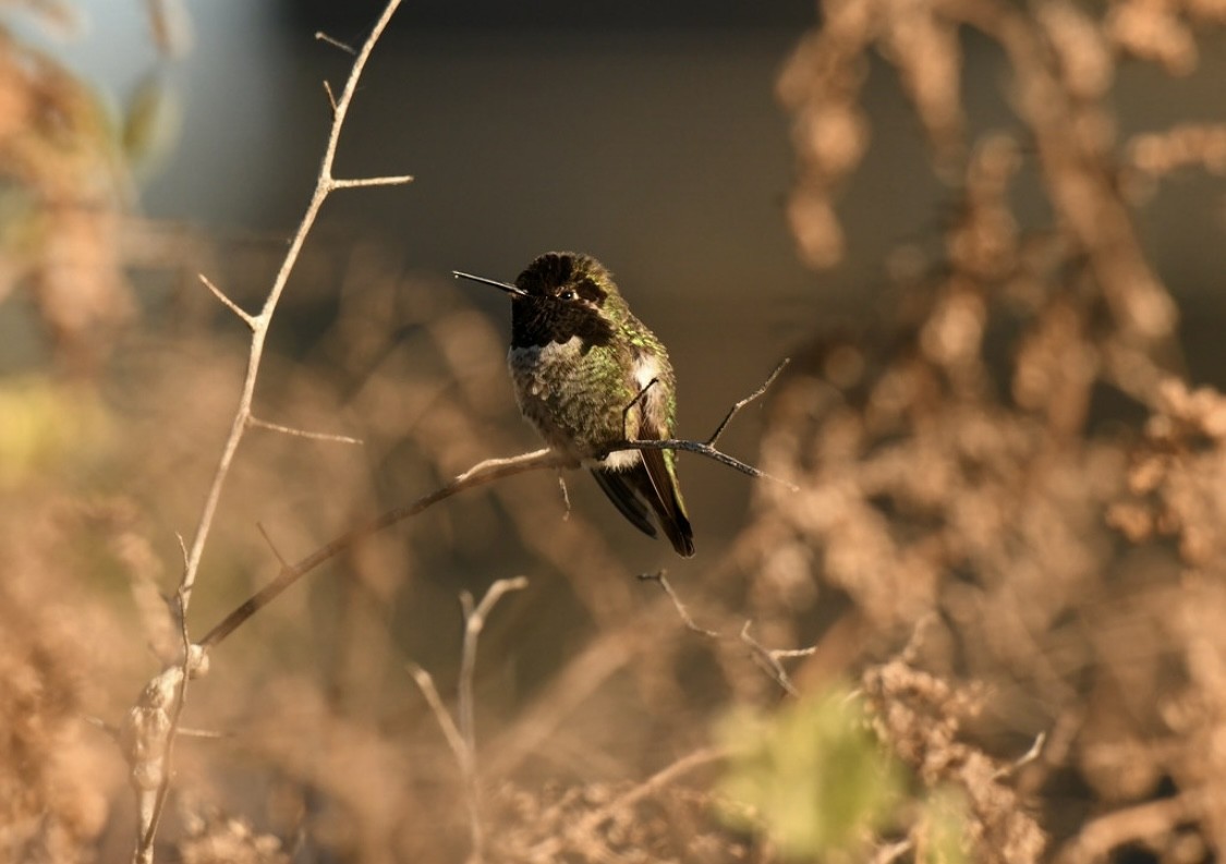 Colibrí de Anna - ML646569246