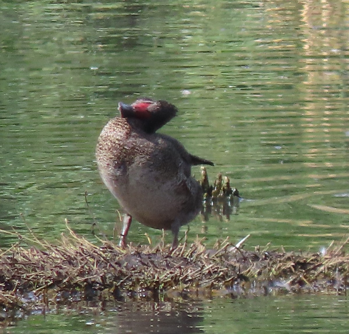 Freckled Duck - ML646569247