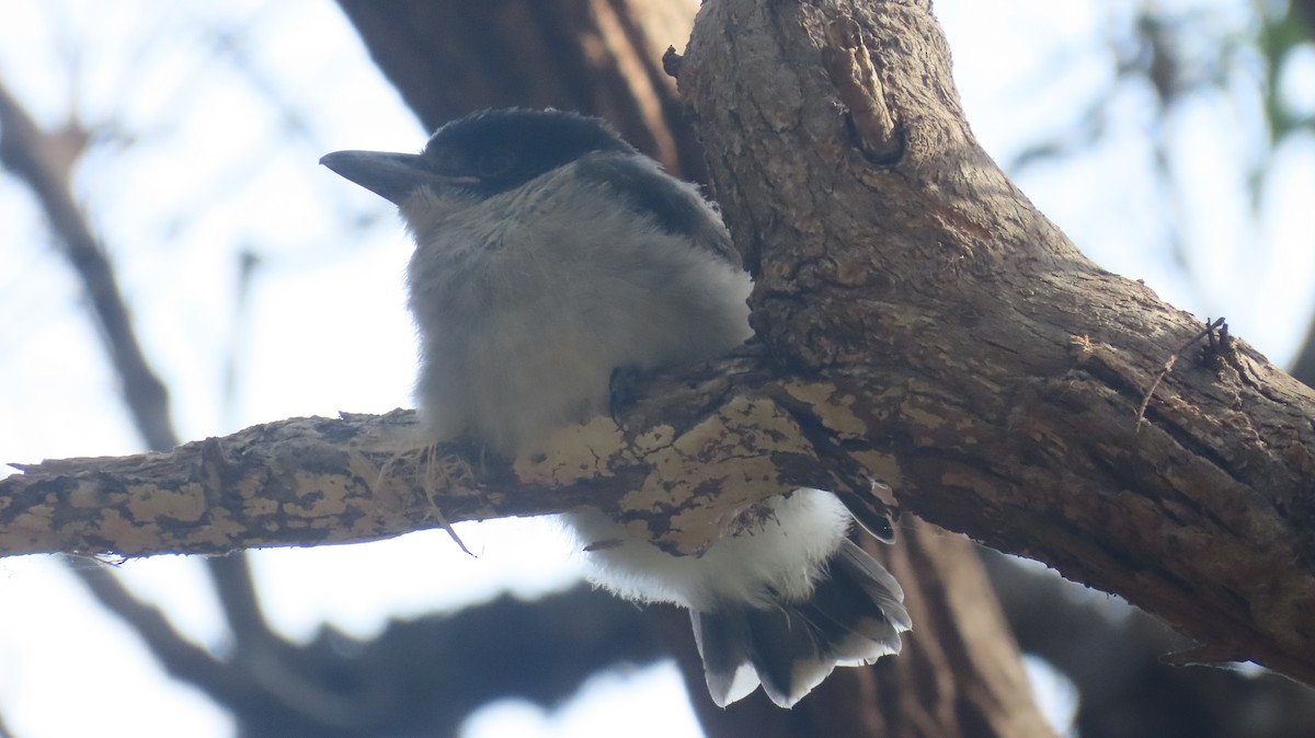 Gray Butcherbird - ML646569249