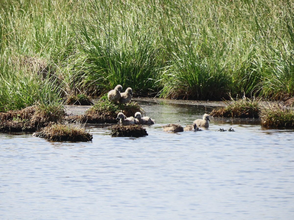 Black Swan - ML646569250