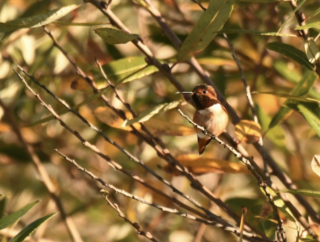 Colibrí Rufo/de Allen - ML646569251
