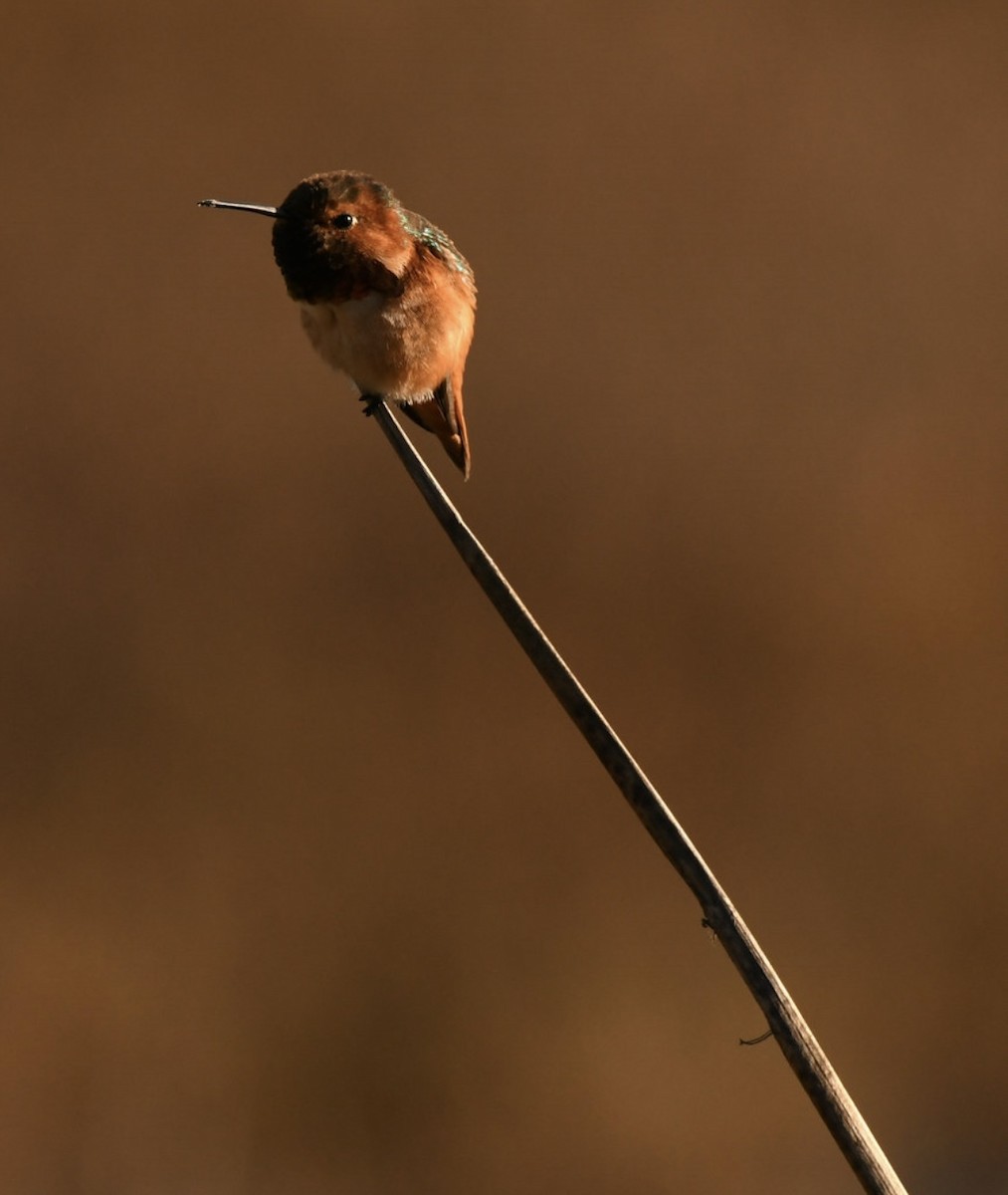 Colibrí Rufo/de Allen - ML646569252