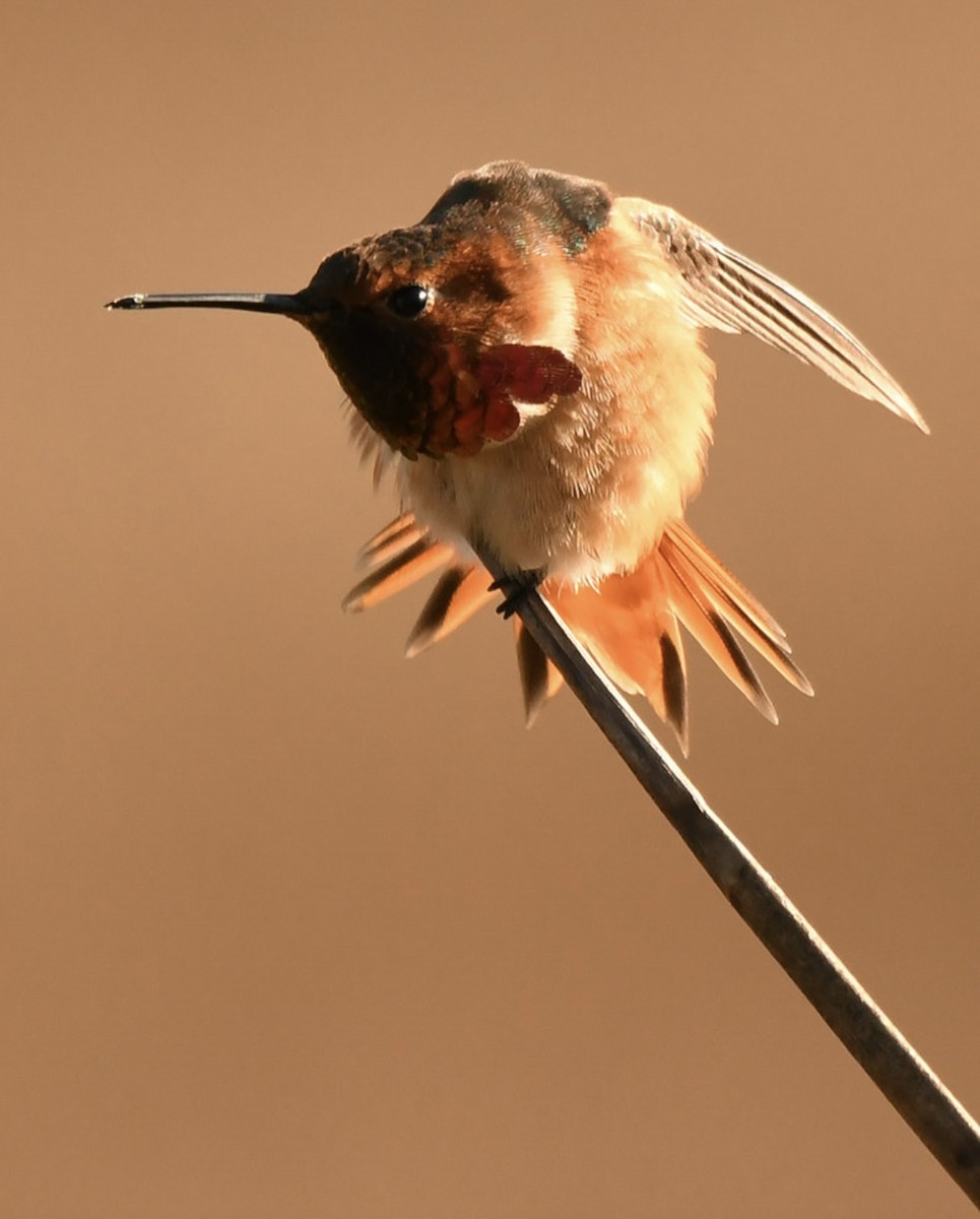 Colibrí Rufo/de Allen - ML646569253