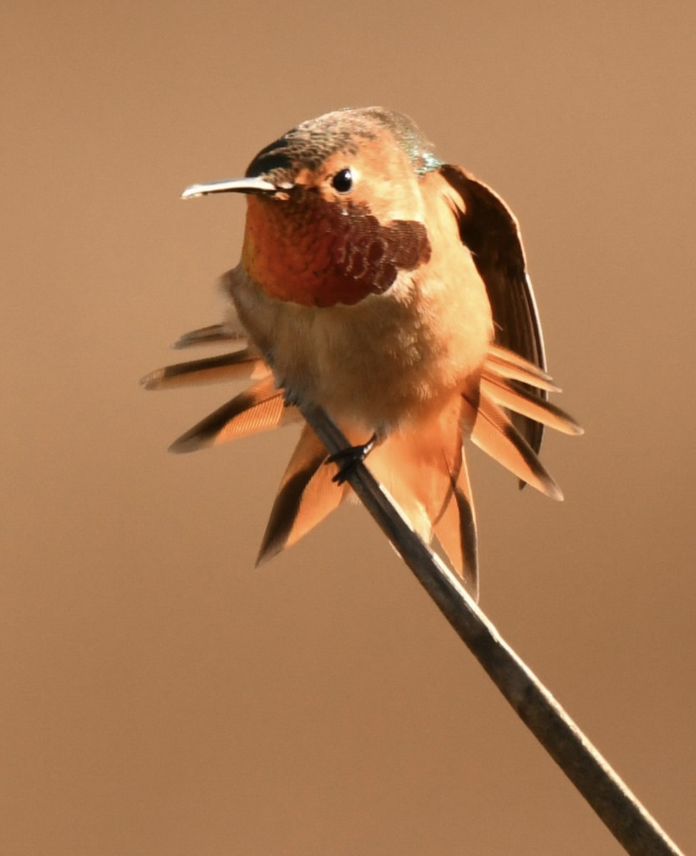 Colibrí Rufo/de Allen - ML646569254