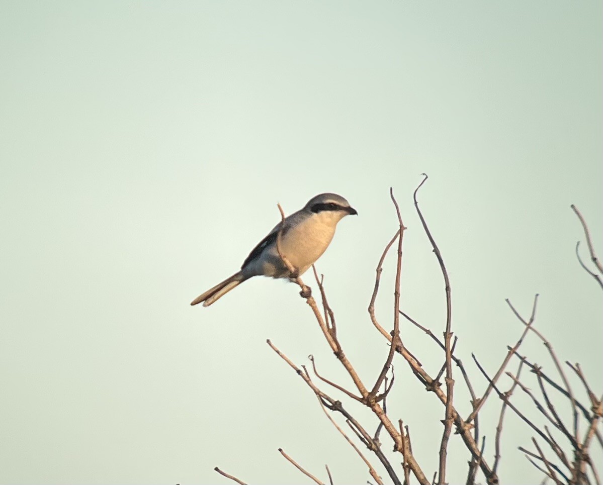 Alcaudón Norteño - ML646569255