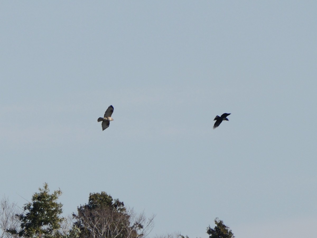 amurvåk - ML646569256