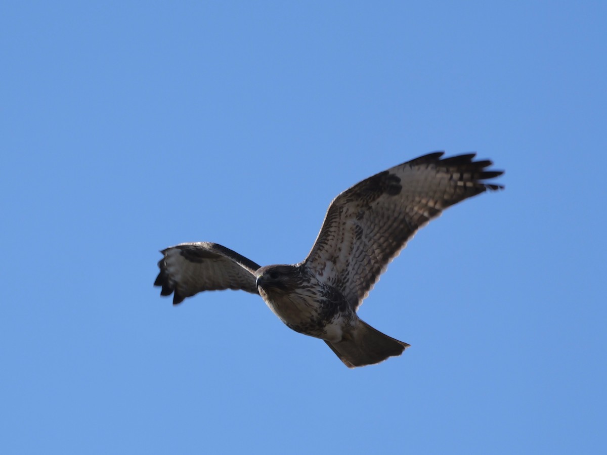 amurvåk - ML646569260