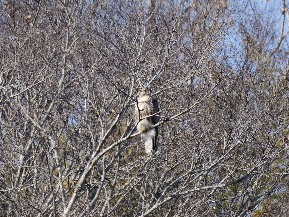 amurvåk - ML646569261