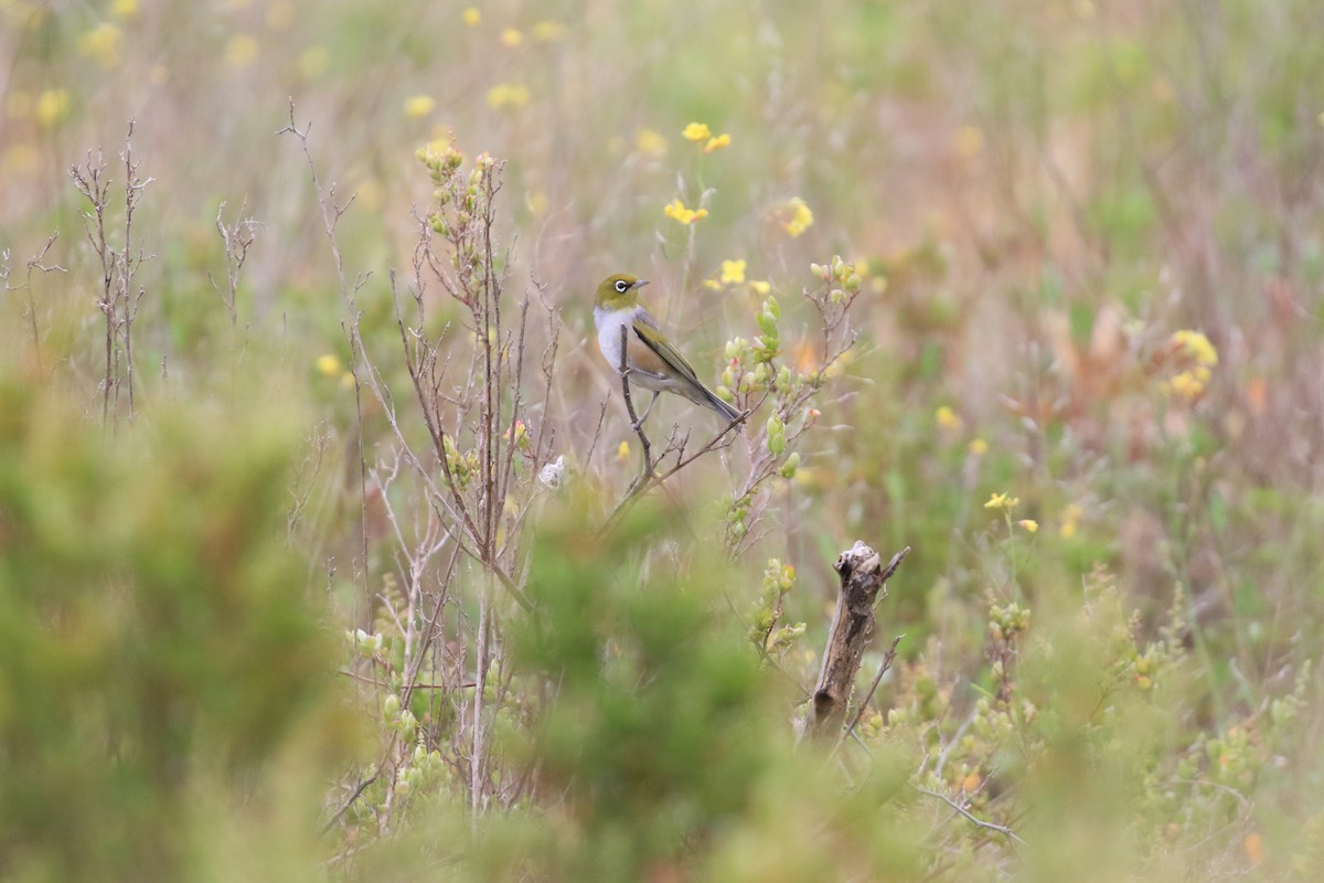 Silvereye - ML646569263