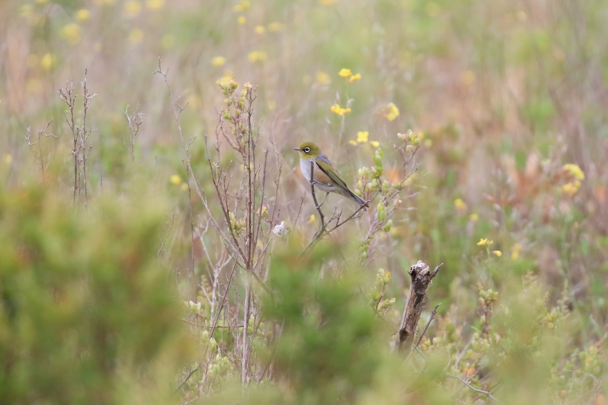 Silvereye - ML646569264