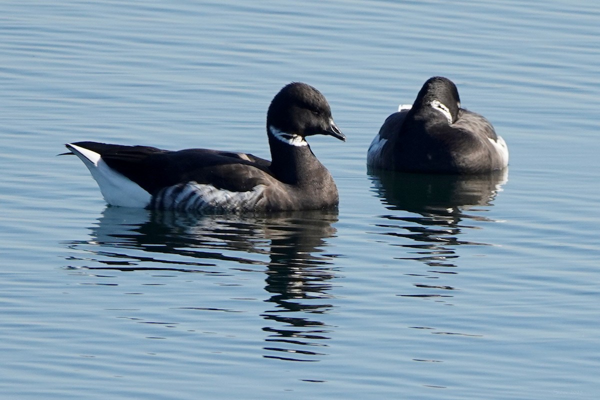 Brant - ML646569265