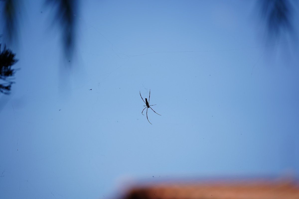 Golden Silk Orb-weavers - ML646569266