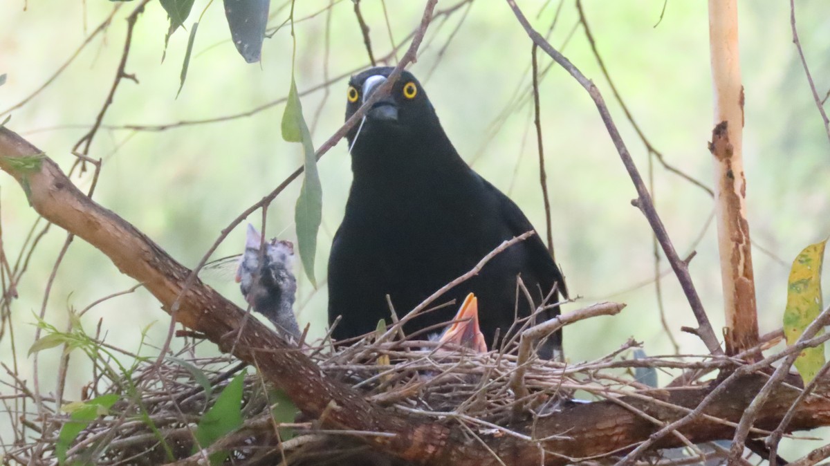 Pied Currawong - ML646569268