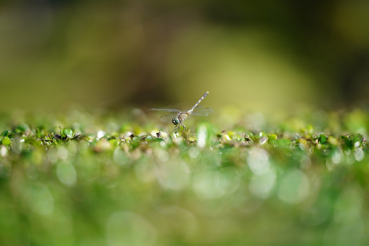 Chalky Percher - ML646569269