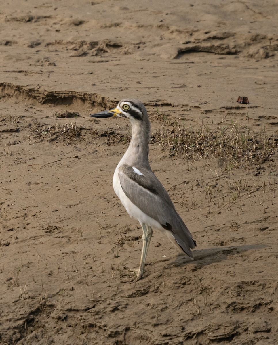 Great Thick-knee - ML646569270