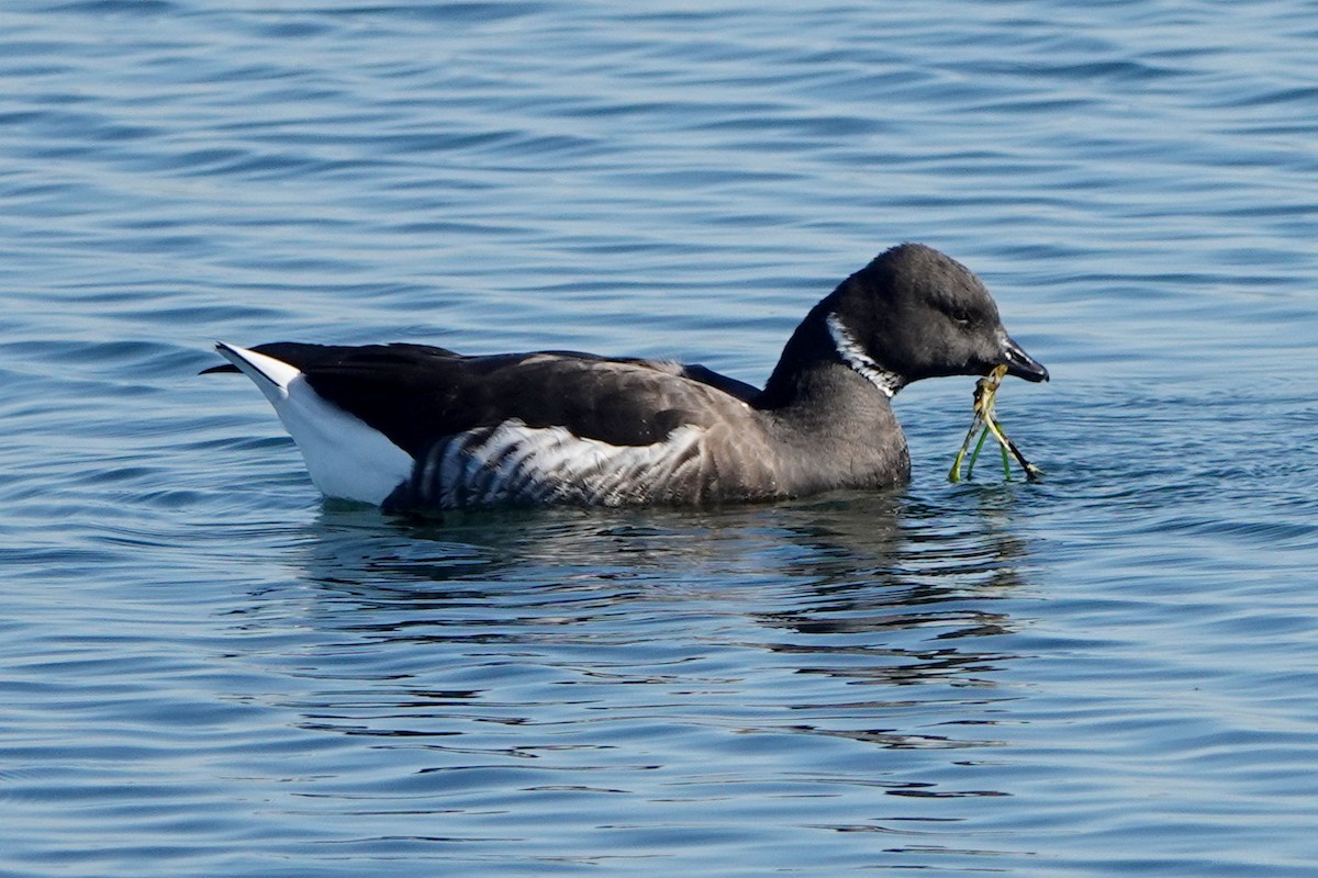 Brant - ML646569271
