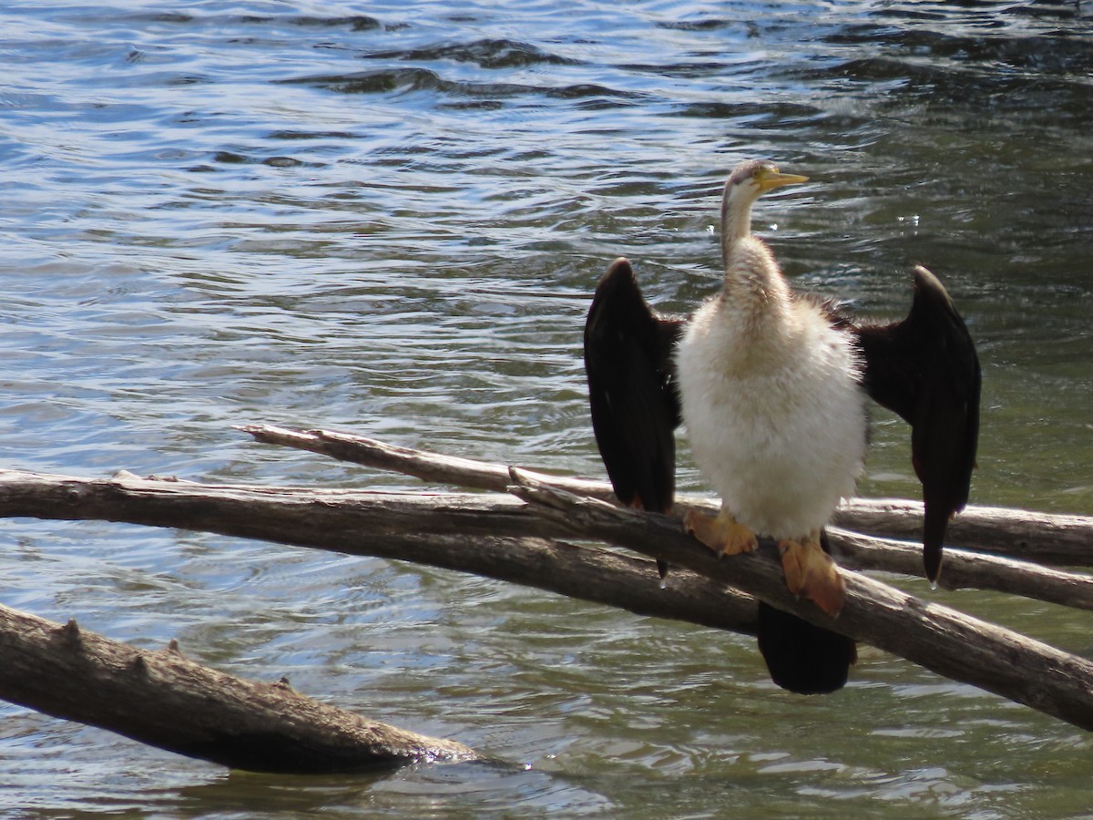 Australasian Darter - ML646569275