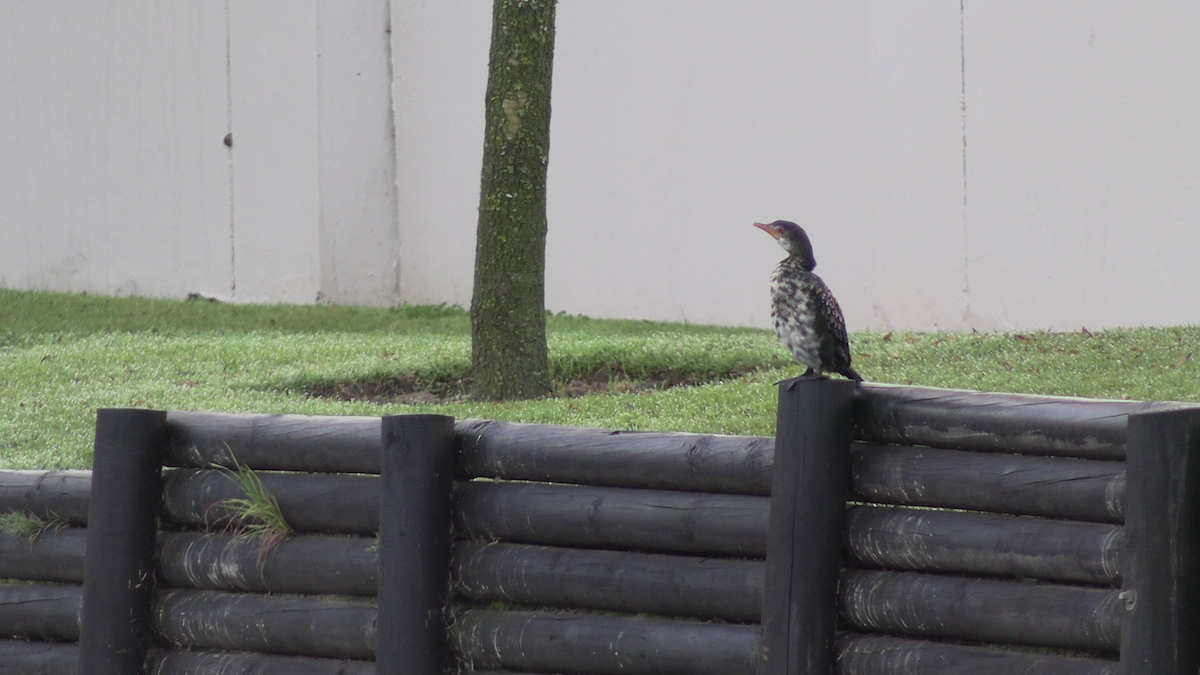 langstjertskarv - ML646569276