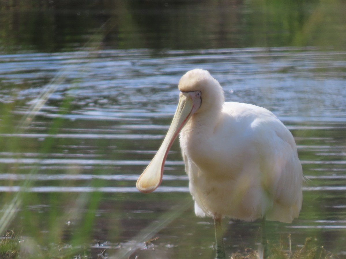 Yellow-billed Spoonbill - ML646569279