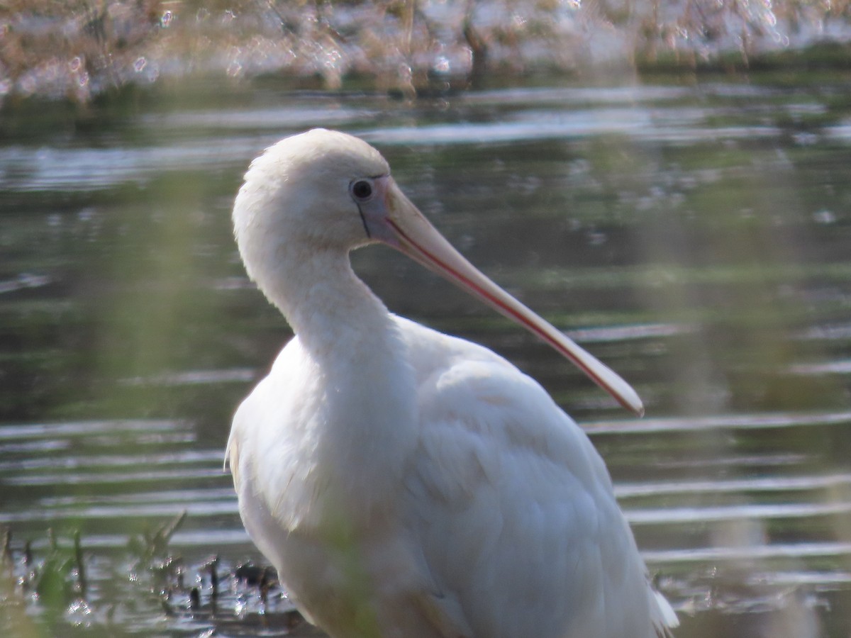 Yellow-billed Spoonbill - ML646569283
