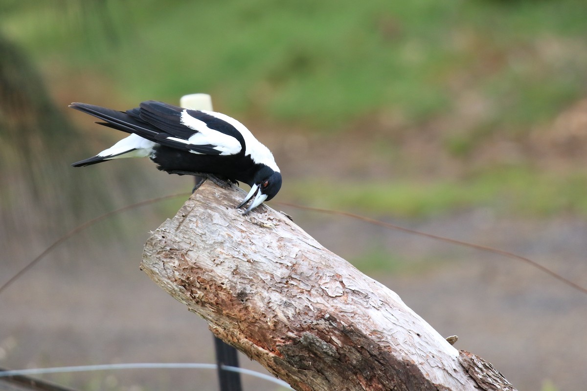 Australian Magpie (White-backed) - ML646569285