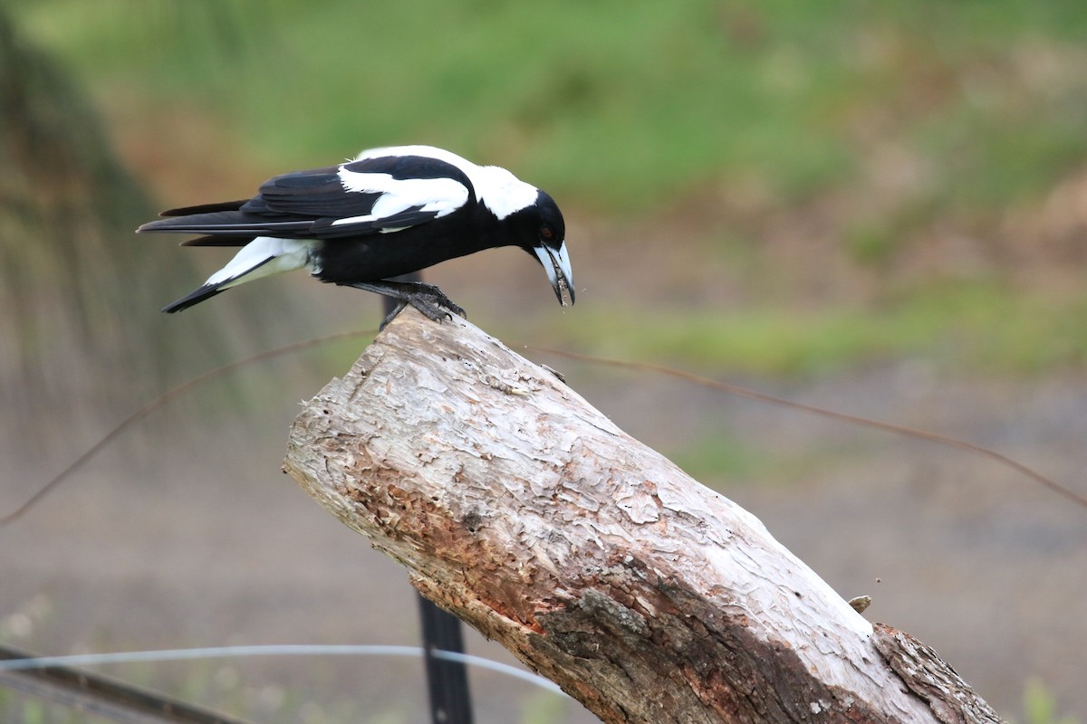 Australian Magpie (White-backed) - ML646569286