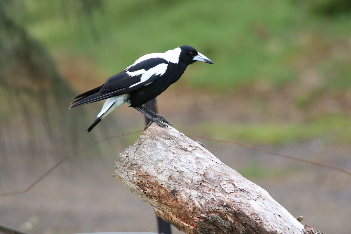 Australian Magpie (White-backed) - ML646569287