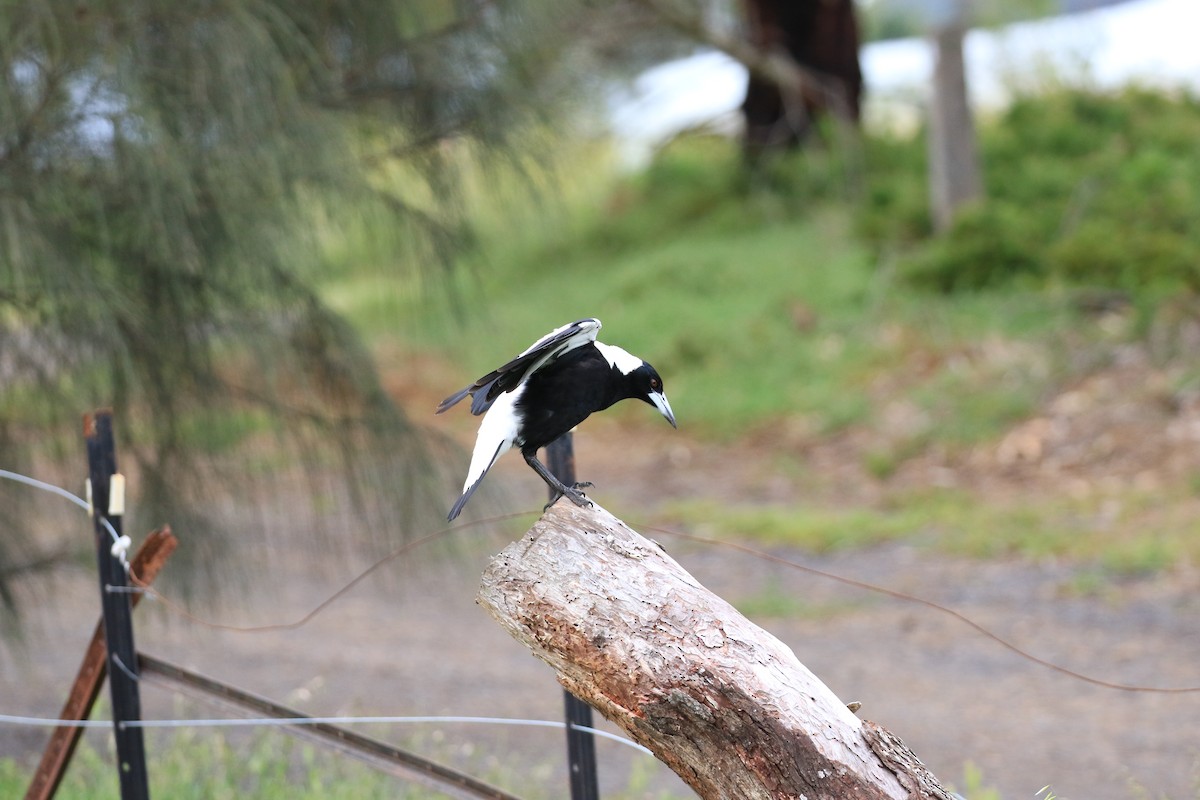 Australian Magpie (White-backed) - ML646569288