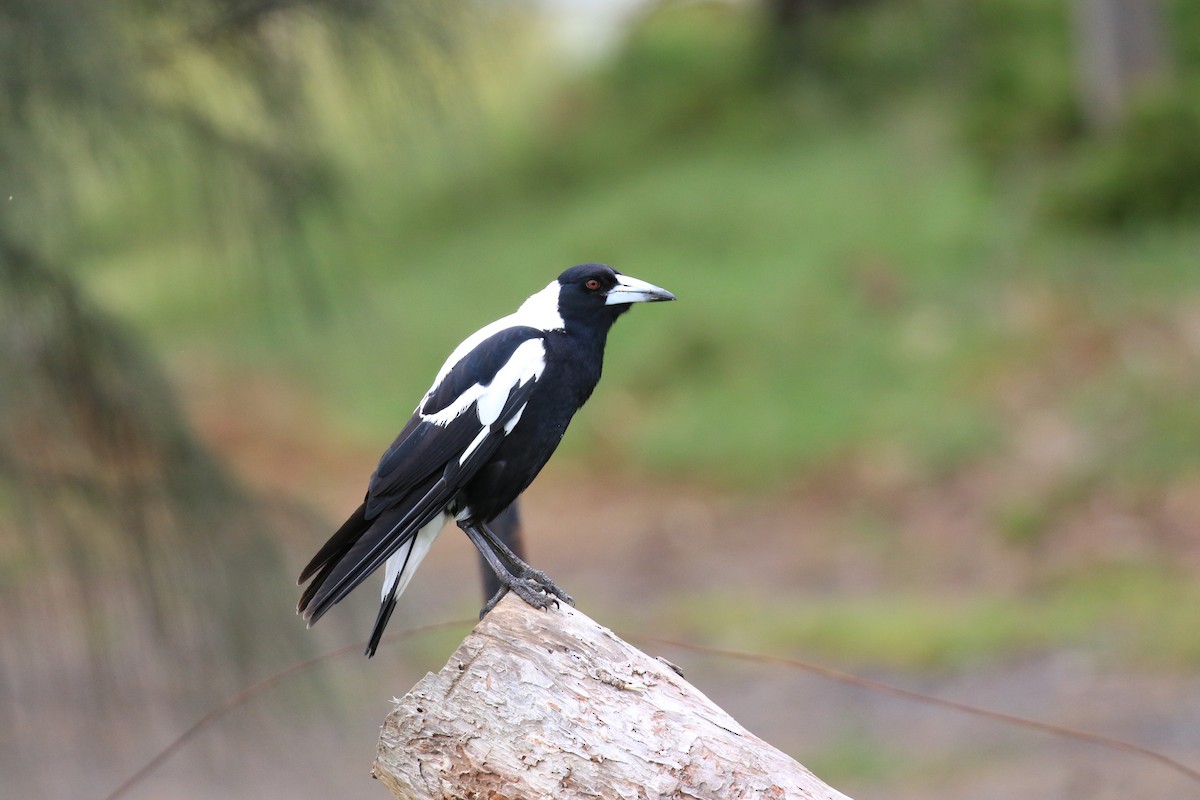 Australian Magpie (White-backed) - ML646569289