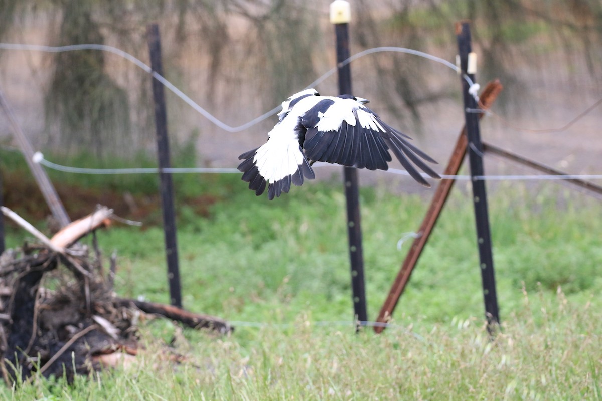 Australian Magpie (White-backed) - ML646569290