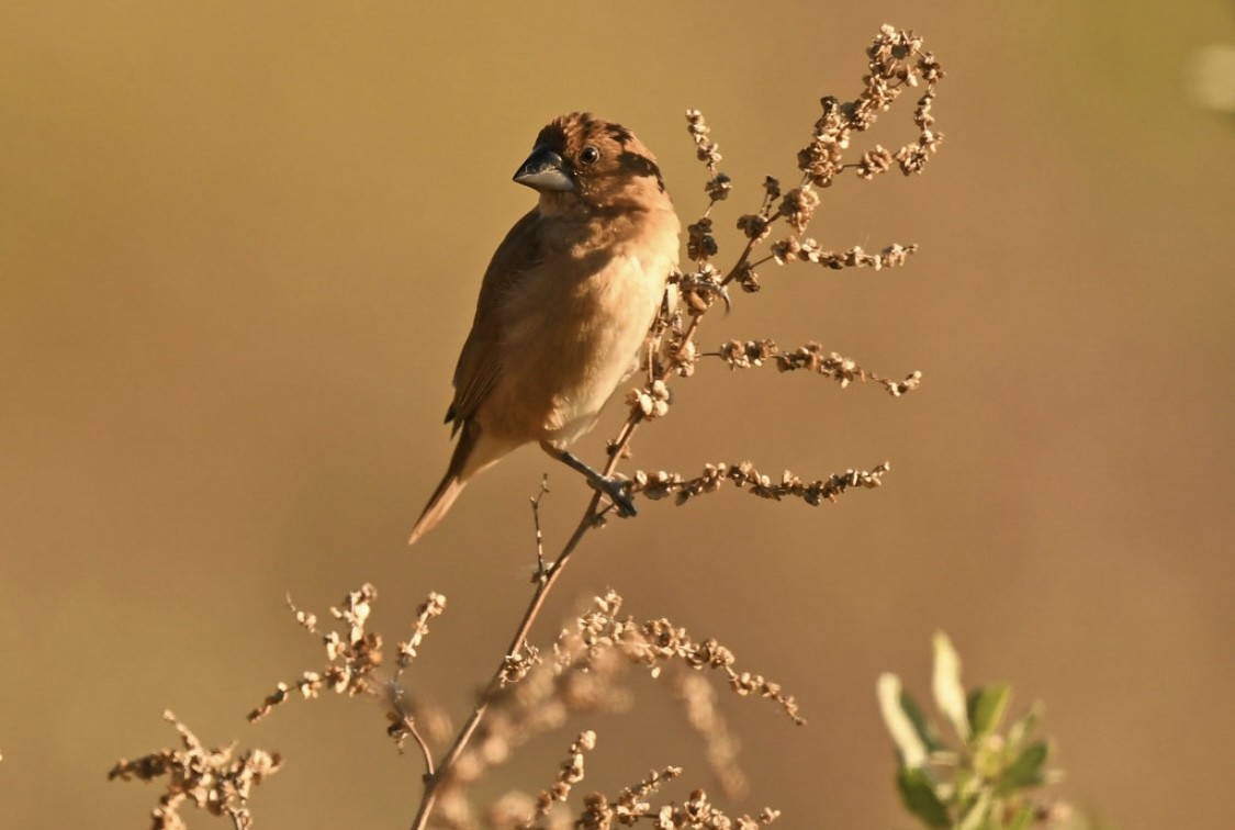 Capuchino Punteado - ML646569292