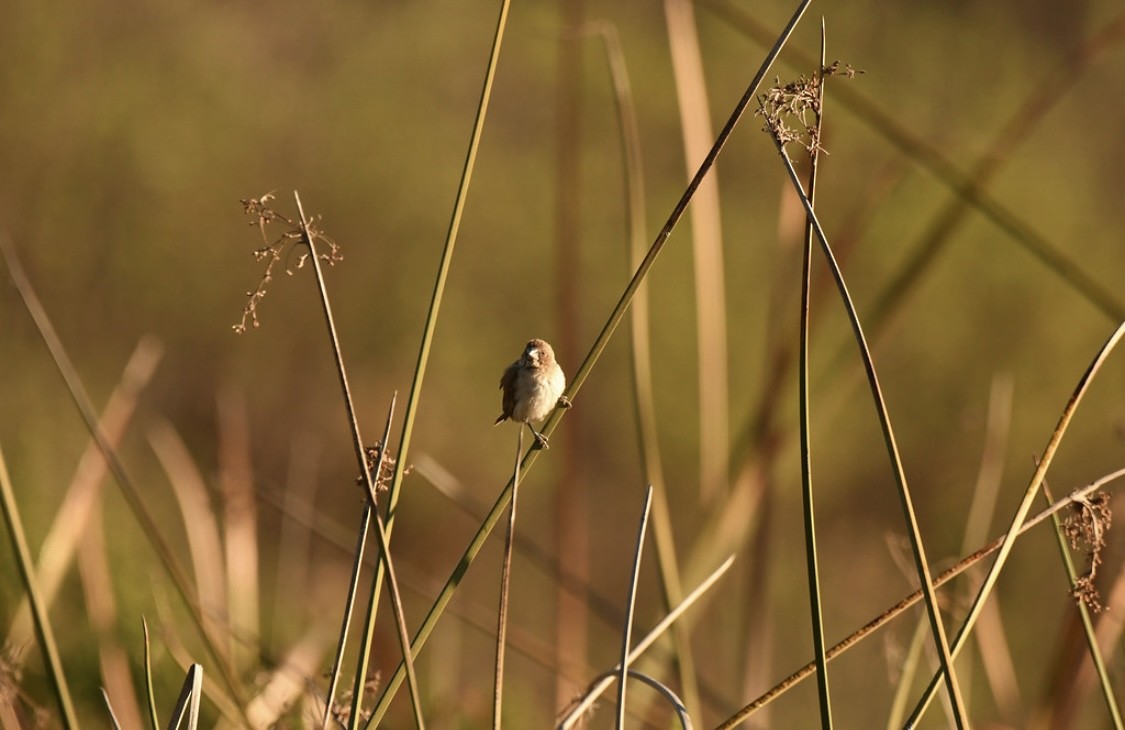 Capuchino Punteado - ML646569293