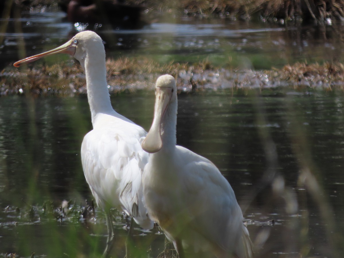 Yellow-billed Spoonbill - ML646569294