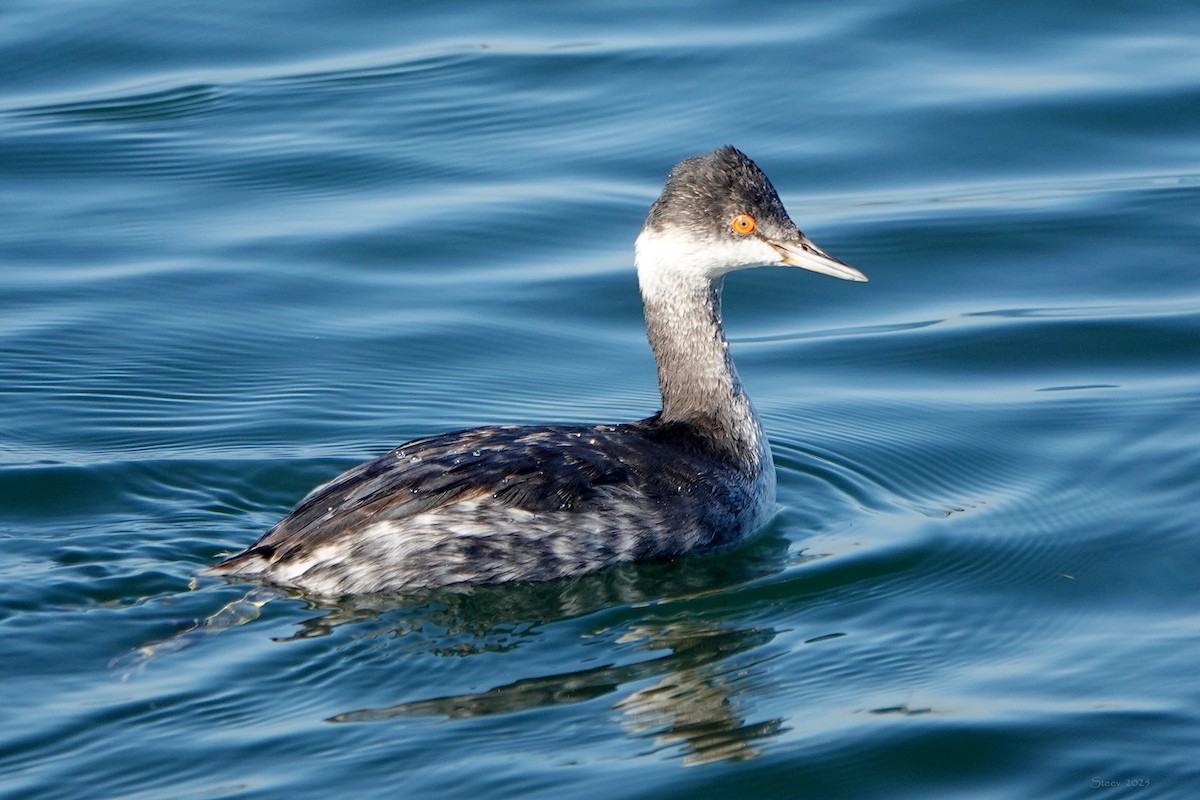 Eared Grebe - ML646569297