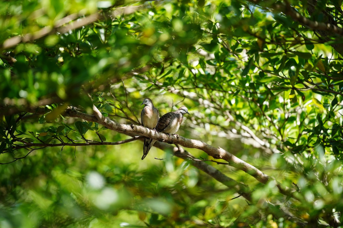 Zebra Dove - ML646569298