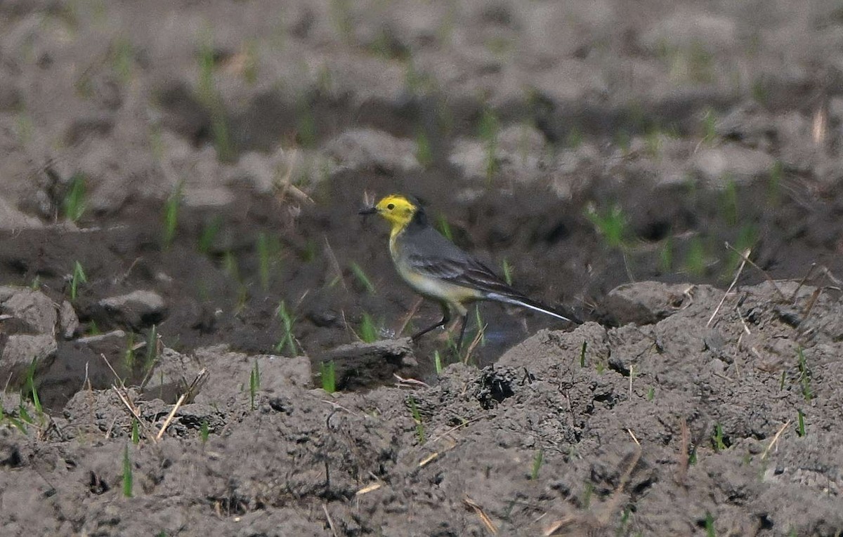 Citrine Wagtail - ML646569299
