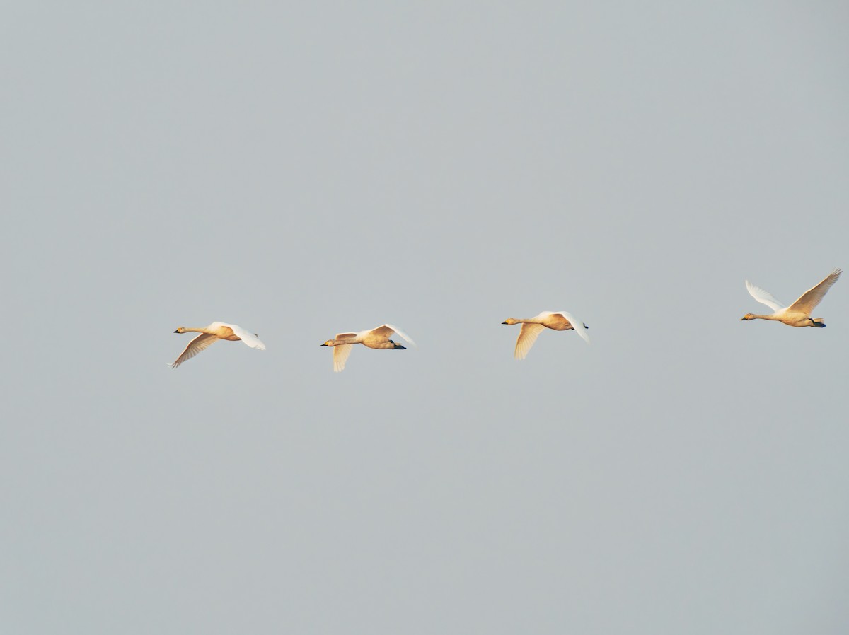 ברבור קטן - ML646569300