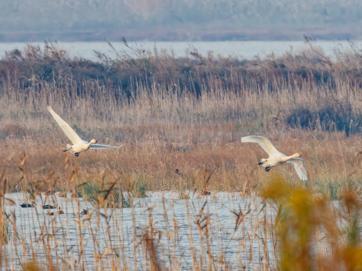 ברבור קטן - ML646569301