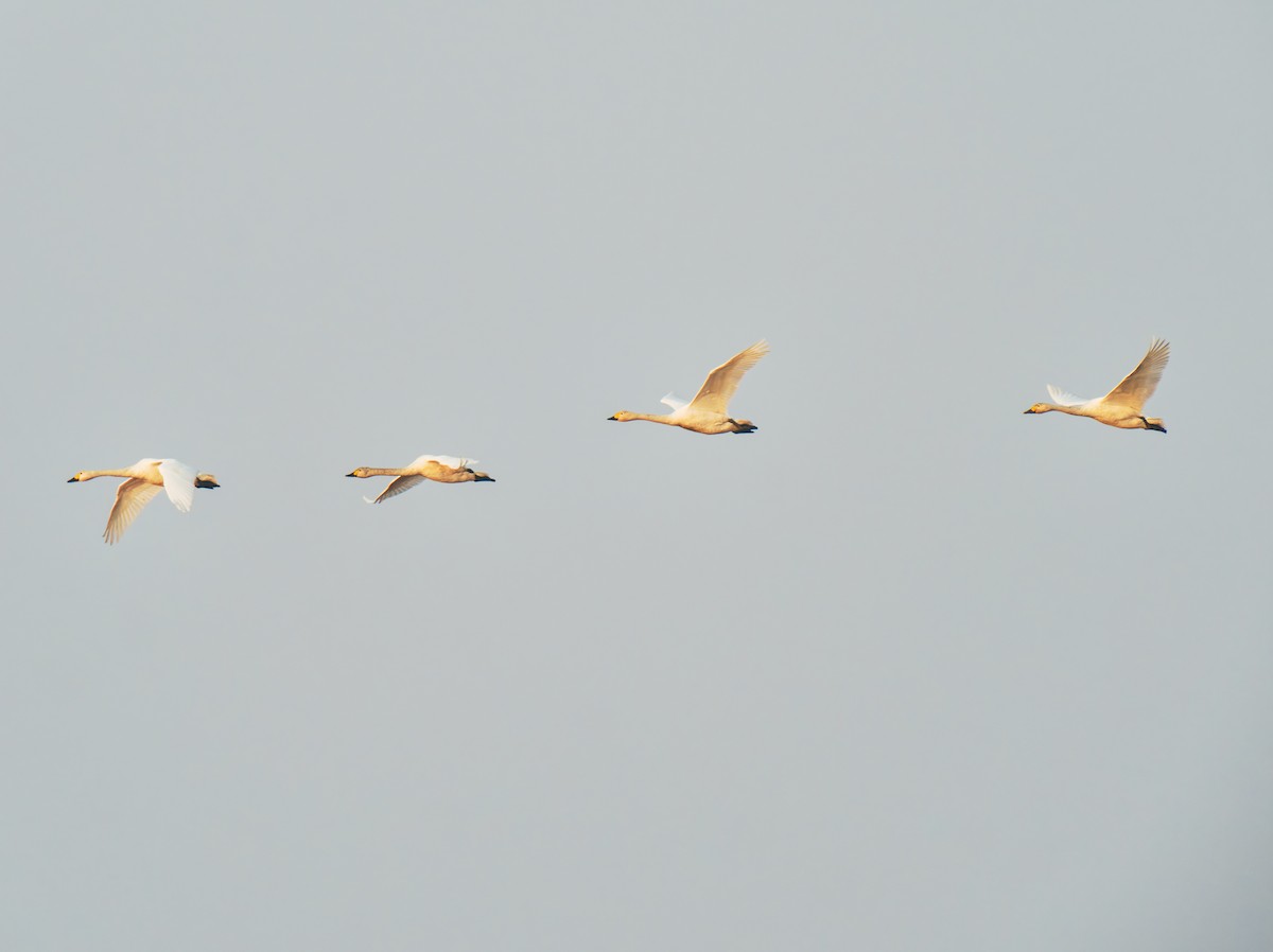 ברבור קטן - ML646569302