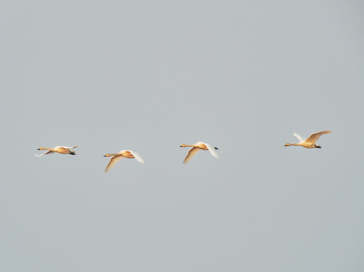 ברבור קטן - ML646569303