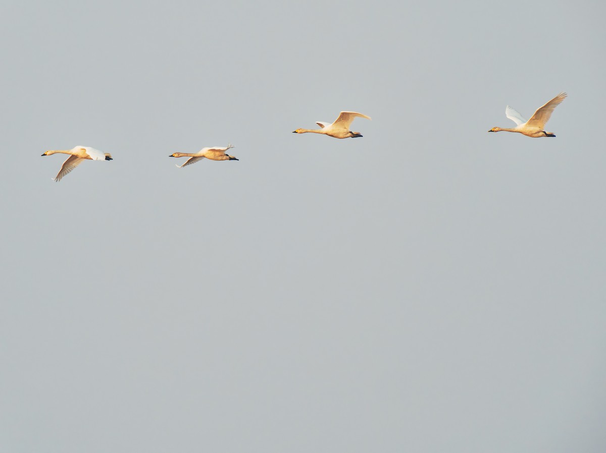 ברבור קטן - ML646569304