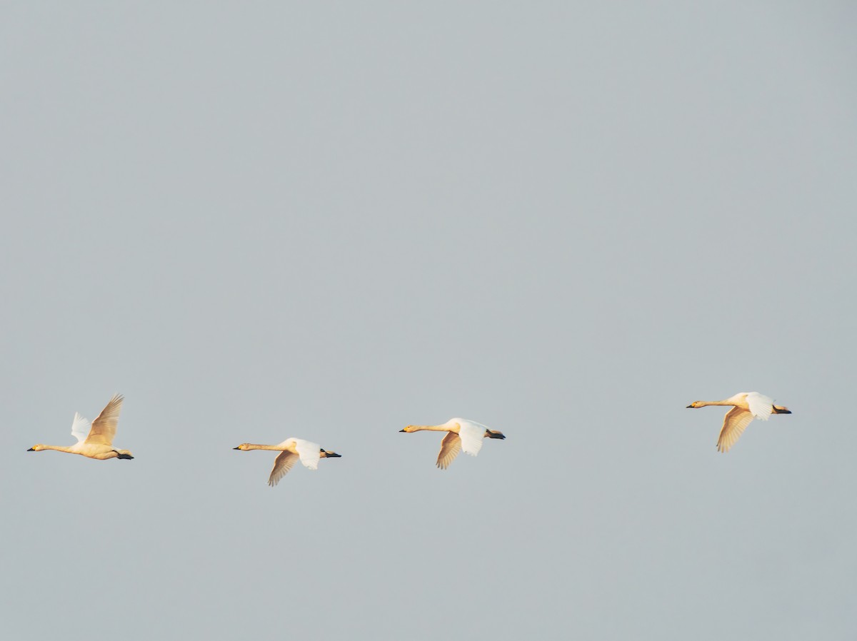 ברבור קטן - ML646569305