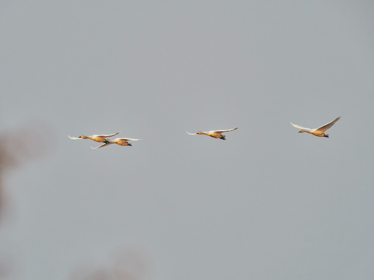 ברבור קטן - ML646569306