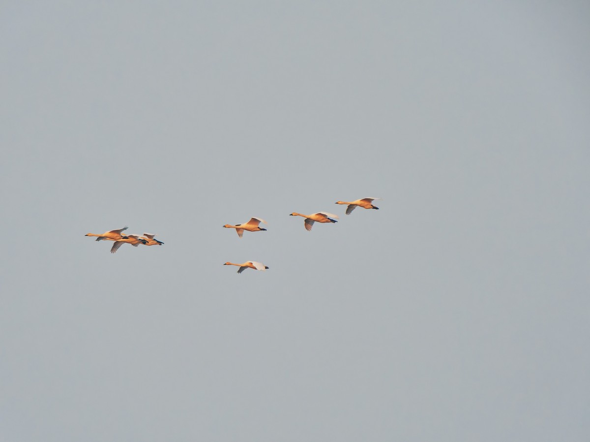 ברבור קטן - ML646569307