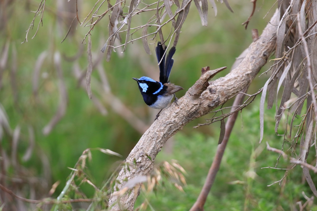 Superb Fairywren - ML646569310