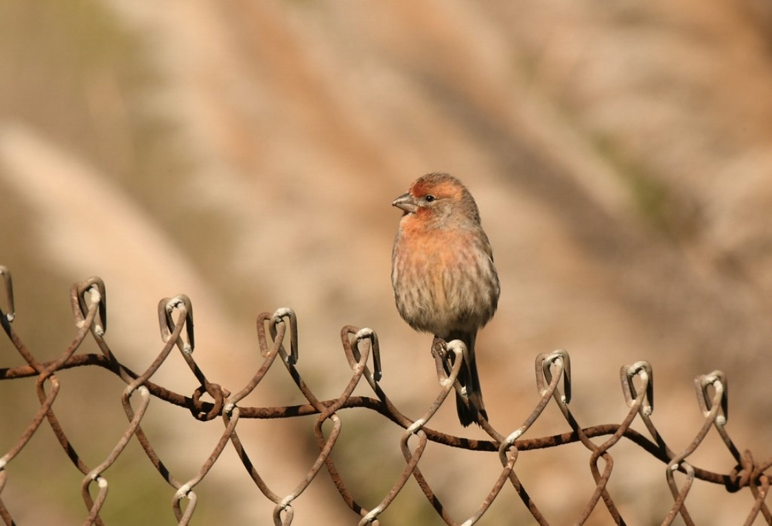 Camachuelo Mexicano - ML646569313