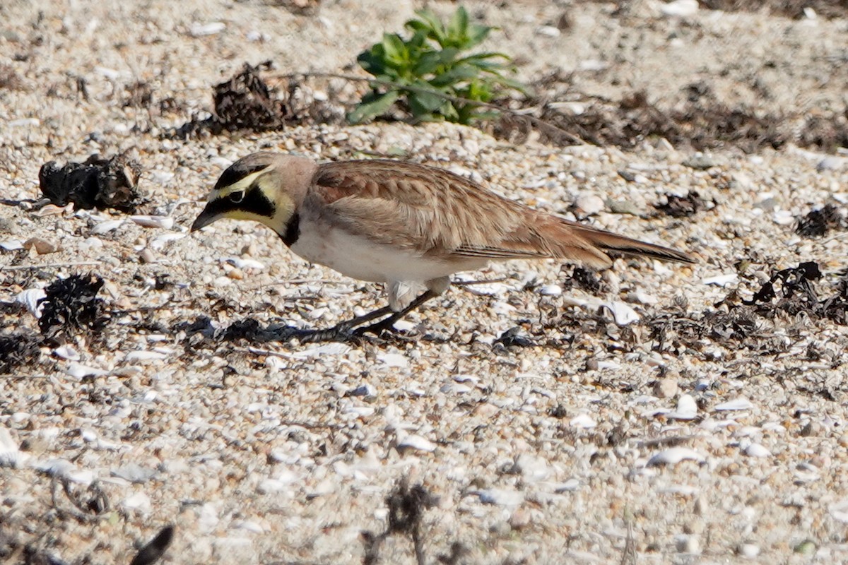 Horned Lark - ML646569315